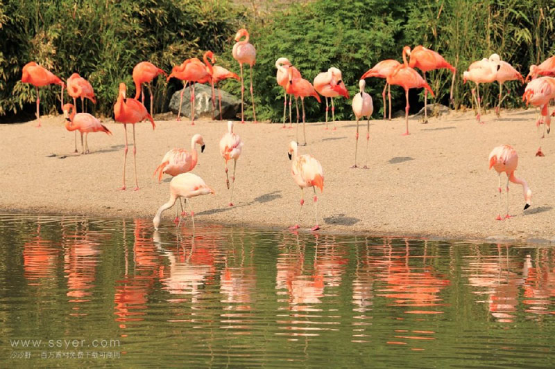 火烈鳥的人工繁育離不開適宜的氣象條件 火烈鳥的人工繁育離不開適宜的氣象條件