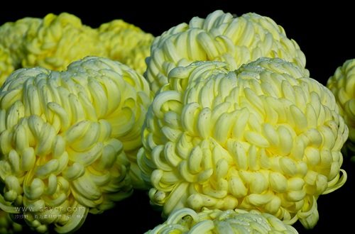 一朵菊花開出七種顏色?用手持氣象站促進菊花的種植 一朵菊花開出七種顏色?用手持氣象站促進菊花的種植